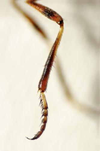 Leptogaster guttiventris